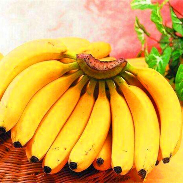 Dwarf Banana Seeds – Potted Banana Fruit Plant Seeds for Garden Planting, 100 Seeds Pack - Image 2