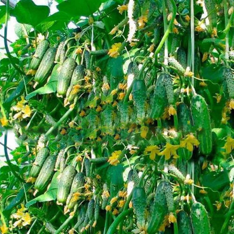 Cucumber Seeds – Vegetable Garden Seeds for Planting, 100 Seeds Pack - Image 2
