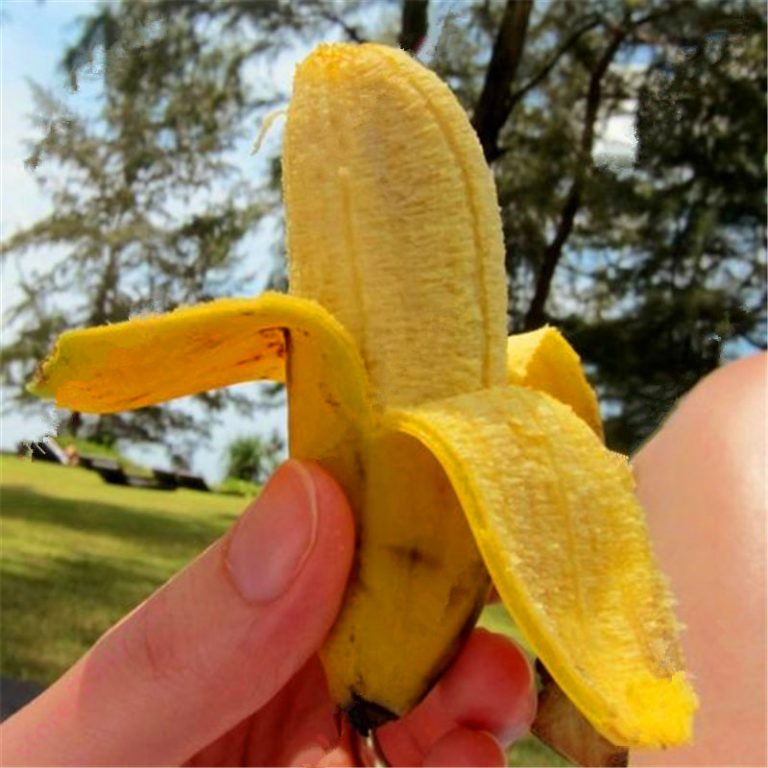 Dwarf Banana Seeds – Banana Fruit Plant Seeds for Garden Planting, 200 Seeds Pack - Image 2