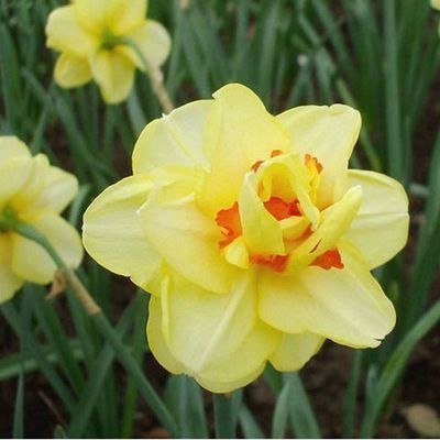Daffodil Bulb – Multi-Color Bonsai Garden Flower Bulb for Planting, 1 Bulb Pack - Image 2