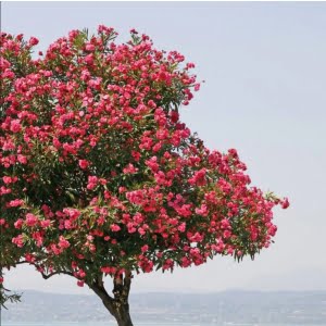 Alternative view of Nerium Oleander Flower Seeds – Ornamental Tree Seeds for Garden Planting, 100 Seeds Pack