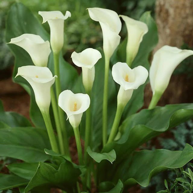 Calla Lily Bulb – Multi-Color Garden Flower Bulb for Planting, 1 Bulb Pack - Image 2