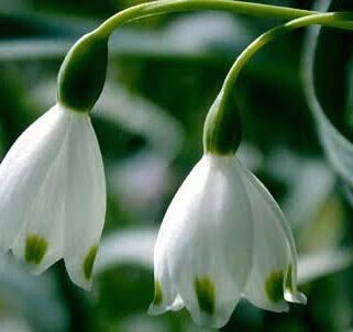 Snowdrop Flower Seeds – Galanthus Garden Flower Seeds for Planting, 20 Seeds Pack - Image 2