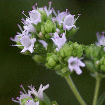 Marjoram Seeds – Origanum Majorana Herb & Vegetable Garden Seeds for Planting, 100 Seeds Pack - Image 2