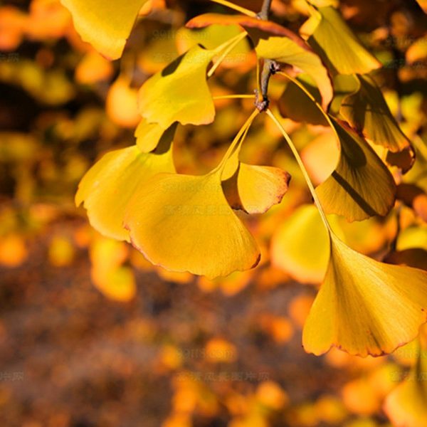 Ginkgo Biloba Tree Seeds – Medicinal & Ornamental Garden Tree Seeds for Planting, 5 Seeds Pack - Image 2