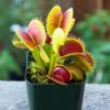 Venus Flytrap (Dionaea Muscipula) Seeds – Insect-Catching Carnivorous Plant Seeds, 100 Seeds Pack - Image 2