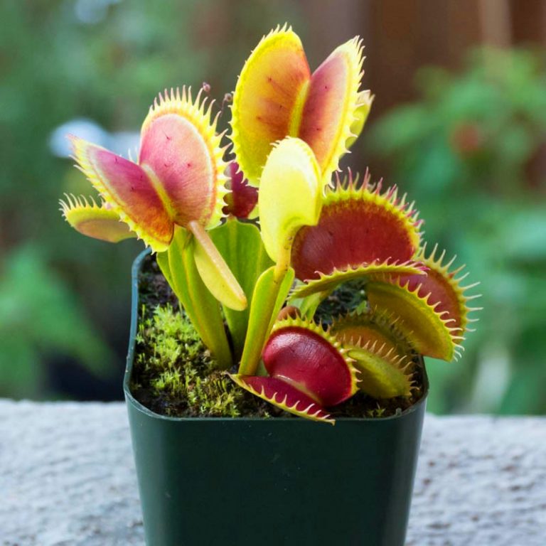 Venus Flytrap (Dionaea Muscipula) Seeds – Insect-Catching Carnivorous Plant Seeds, 100 Seeds Pack - Image 2