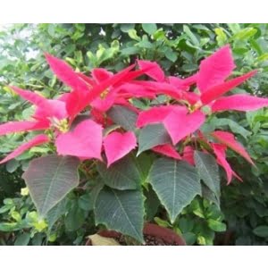 Alternative view of Euphorbia Pulcherrima Seeds, 100 Seeds/Pack