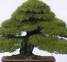 Pinus Thunbergii Seeds – Pine Tree Garden Seeds for Planting, 30 Seeds Pack - Image 2