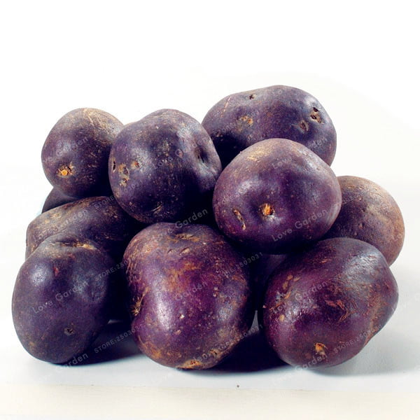 Purple Sweet Potato Seeds – Vegetable Garden Seeds for Planting, 100 Seeds Pack - Image 2