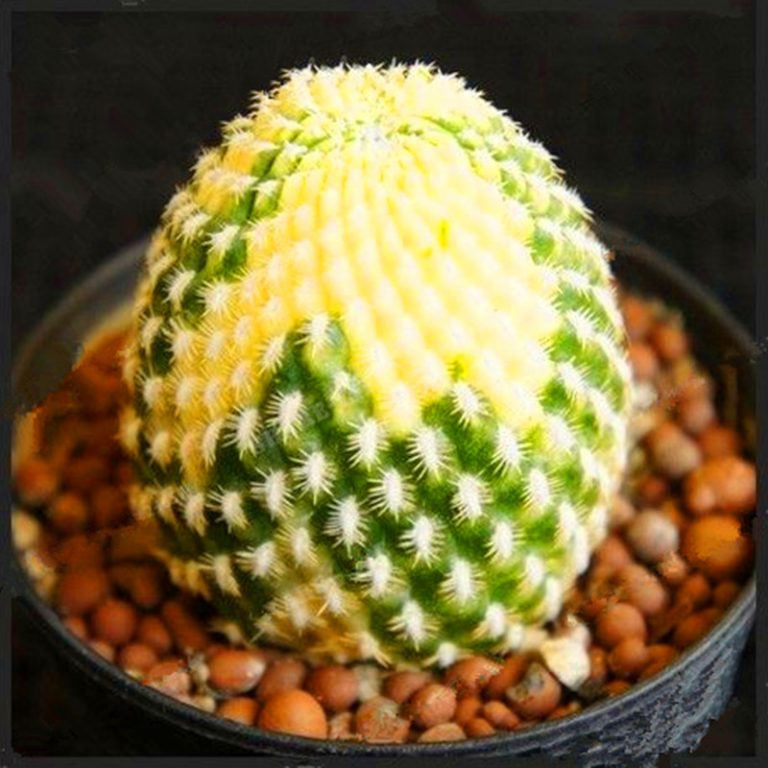 Mixed Rare Cactus Seeds – Assorted Succulent Plant Seeds for Planting, 100 Seeds Pack - Image 2