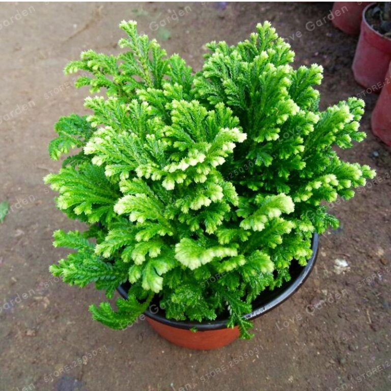 Selaginella Uncinata Seeds – Blue Moss Garden Plant Seeds for Planting, 50 Seeds Pack - Image 2