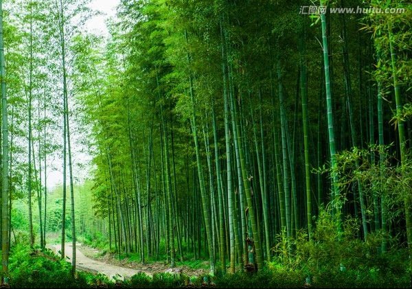 Purple Lucky Bamboo Seeds – Rare Bamboo Plant Seeds for Garden Planting, 50 Seeds Pack - Image 2