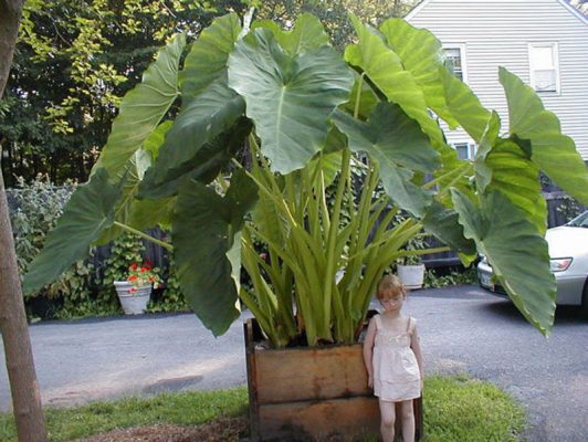 Colocasia Gigantea Seeds – Giant Elephant Ear Plant Seeds with Huge Foliage for Garden Planting, 100 Seeds Pack - Image 2