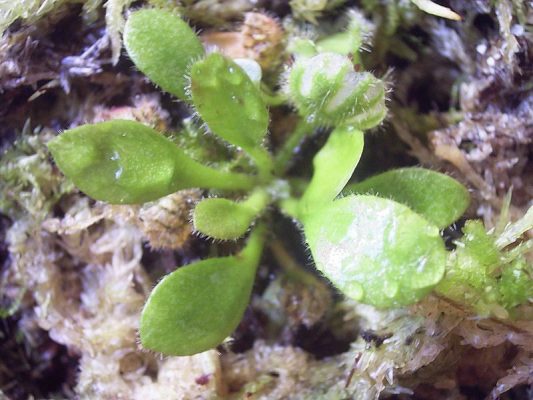 Cephalotus Follicularis Seeds – Rare Carnivorous Pitcher Plant Seeds for Garden Planting, 100 Seeds Pack - Image 2
