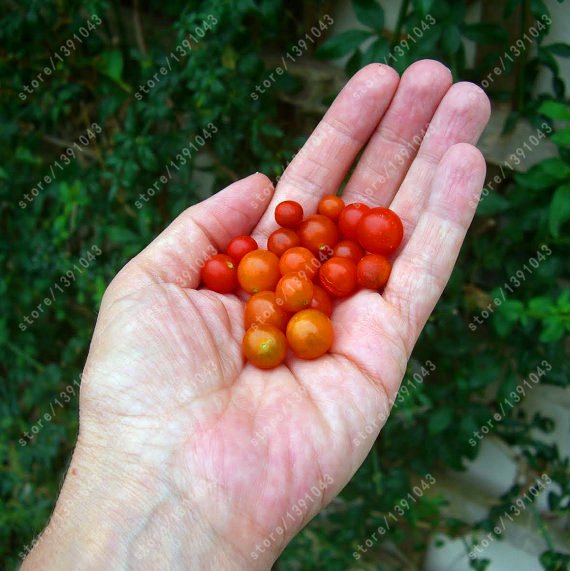 Cherry Tomato Seeds – Small Fruit Vegetable Seeds for Garden Planting, 200 Seeds Pack - Image 2