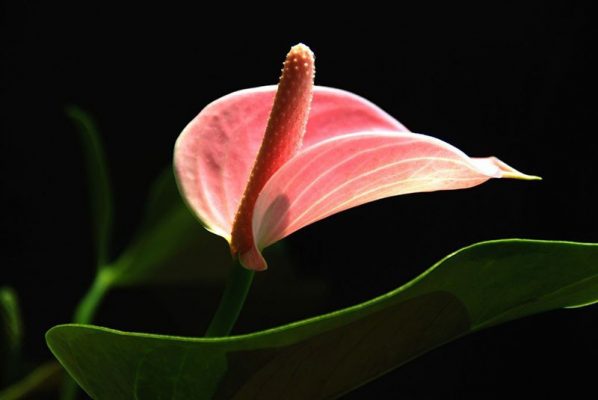 Anthurium Andraeanum Seeds – Pink & Green Garden Flower Seeds for Planting, 100 Seeds Pack - Image 2