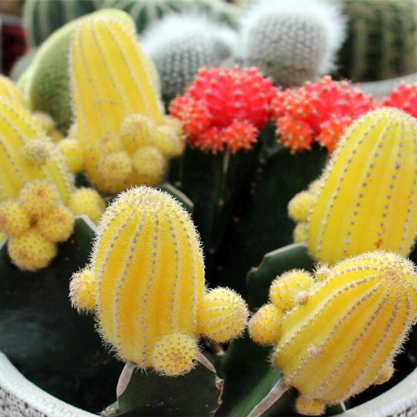 Mixed Cactus Seeds – Assorted Succulent Cactus Seeds for Planting, 200 Seeds Pack - Image 2