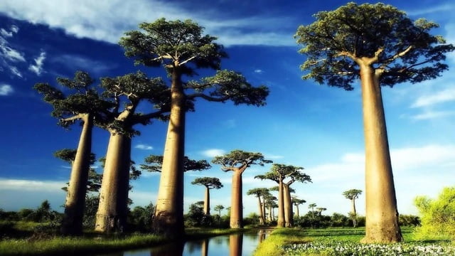 Baobab Tree (Adansonia) Seeds – African Fruit & Ornamental Tree Seeds for Planting, 10 Seeds Pack - Image 2