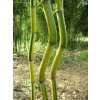 Phyllostachys Aureosulcata Bamboo Seeds – Golden Groove Bamboo Plant Seeds for Garden Planting, 50 Seeds Pack - Image 2
