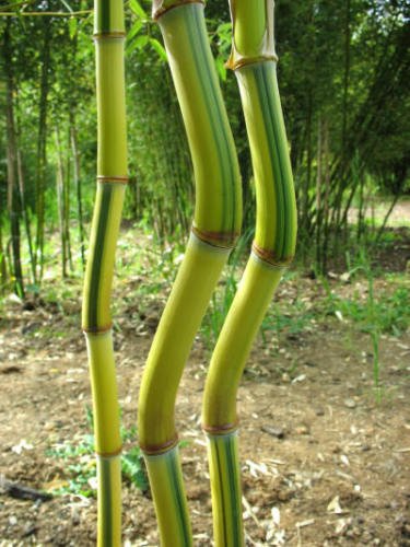 Phyllostachys Aureosulcata Bamboo Seeds – Golden Groove Bamboo Plant Seeds for Garden Planting, 50 Seeds Pack - Image 2