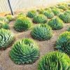 Aloe Polyphylla Seeds – Spiral Aloe Succulent Seeds for Planting, 100 Seeds Pack - Image 2