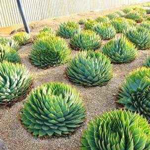 Aloe Polyphylla Seeds – Spiral Aloe Succulent Seeds for Planting, 100 Seeds Pack - Image 2