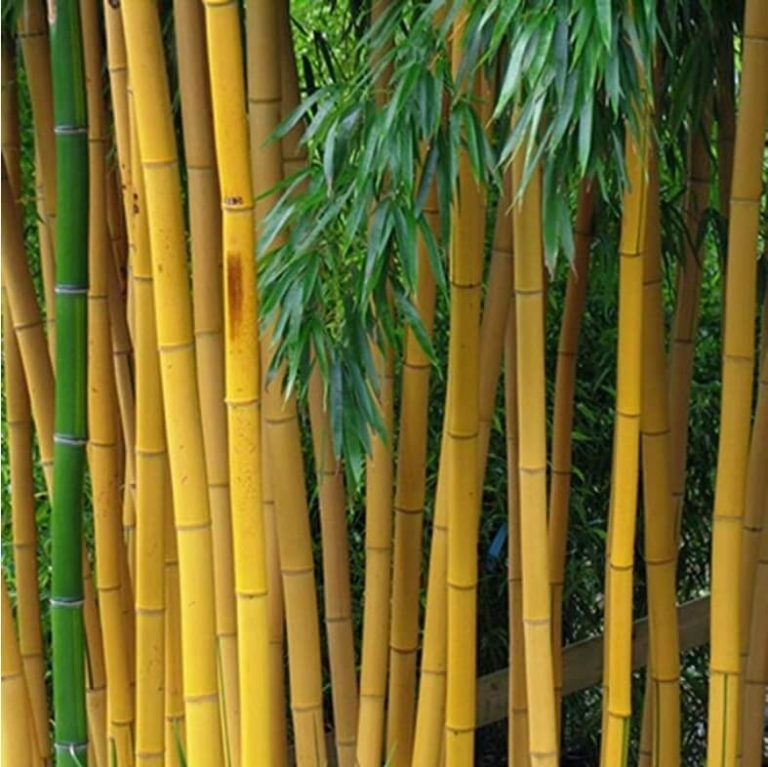 Phyllostachys Pubescens Seeds – Rare Giant Bamboo Plant Seeds for Garden Planting, 50 Seeds Pack - Image 2