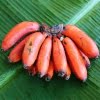 Red Banana Seeds – Rare Tropical Banana Fruit Seeds for Garden Planting, 100 Seeds Pack - Image 2