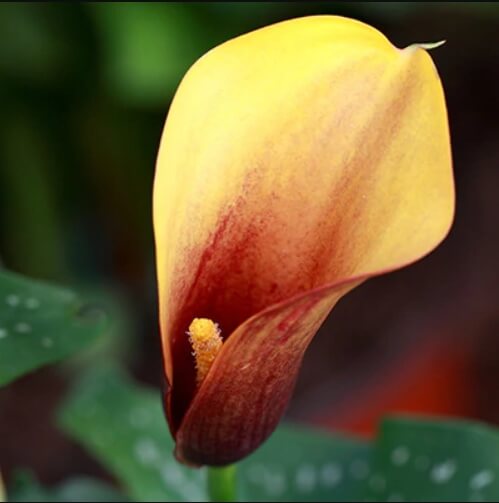 Calla Lily Bulb – Multi-Color Flower Bulb for Garden Planting, 1 Bulb Pack - Image 2