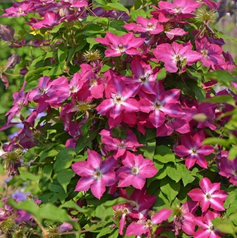 Climbing Clematis Bulb – Mixed Variety Garden Flower Bulb for Planting, 1 Bulb Pack - Image 2