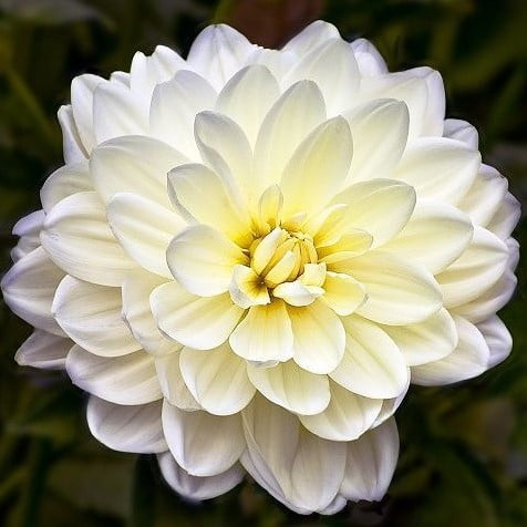 Dahlia Bulb – Beautiful Indoor Bonsai Flower Bulb for Home Garden Planting, 1 Bulb Pack - Image 2