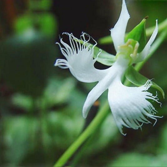 Egret Orchid Seeds – White Heron Orchid Flower Seeds for Garden Planting, 100 Seeds Pack