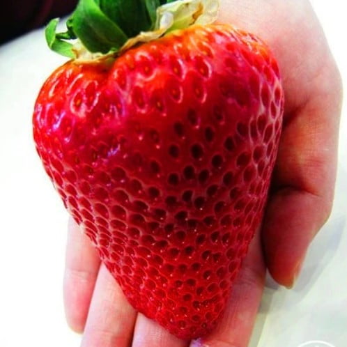 Giant Strawberry Seeds – Large Fruit Strawberry Plant Seeds for Garden Planting, 300 Seeds Pack - Image 2