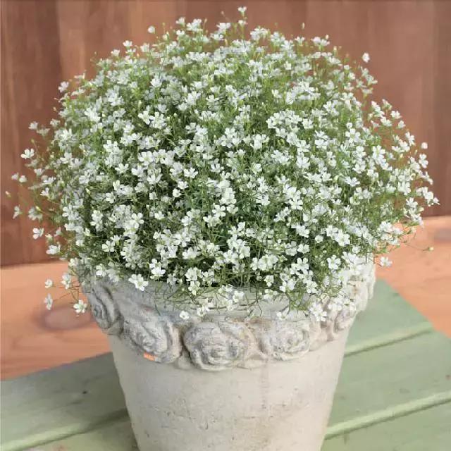 Gypsophila Paniculata "White" Flower Seeds – Baby’s Breath Flower Seeds for Garden Planting, 100 Seeds Pack - Image 2
