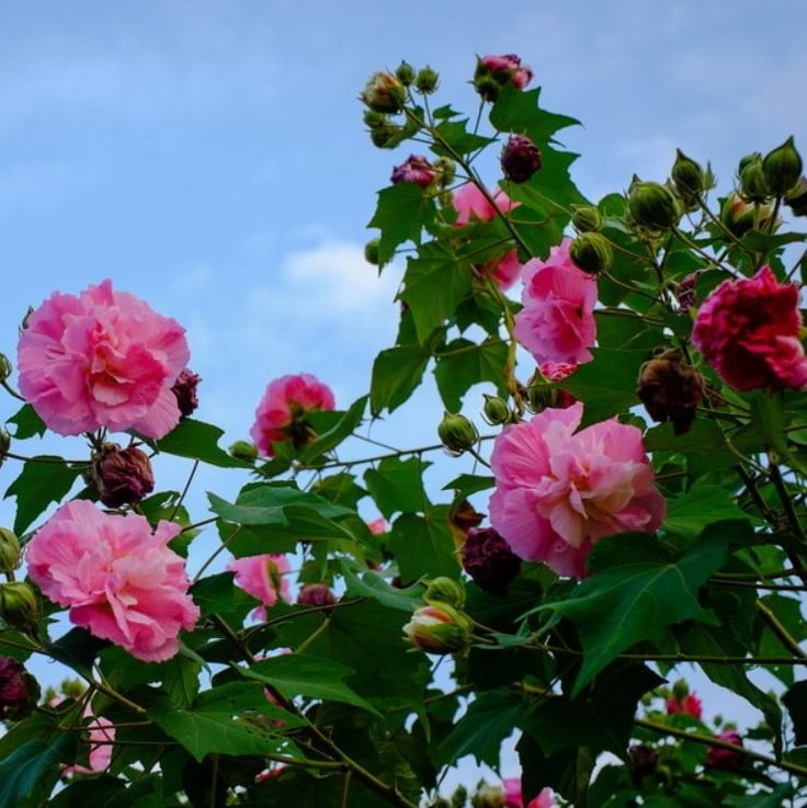 Hibiscus Mutabilis Seeds – Hibiscus Rose Flower Seeds for Garden Planting, 100 Seeds Pack - Image 2