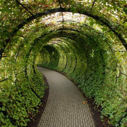 Parthenocissus Tricuspidata Seeds – Climbing Ivy Plant Seeds for Garden Planting, 50 Seeds Pack - Image 2