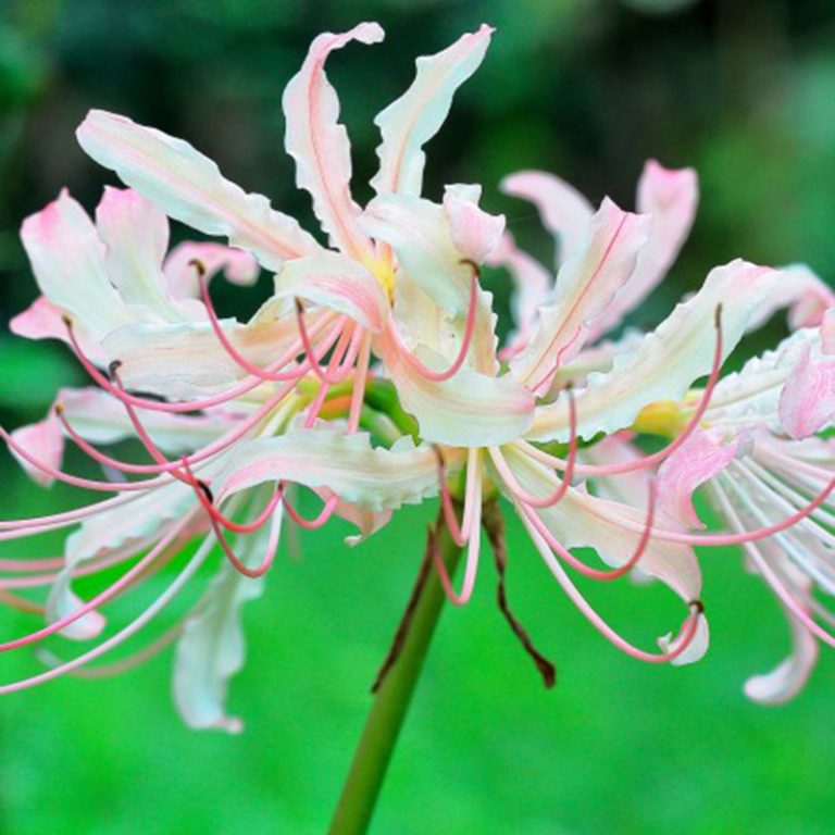 Lycoris Radiata Bulb – Spider Lily Multi-Color Flower Bulb for Garden Planting, 1 Bulb Pack - Image 2