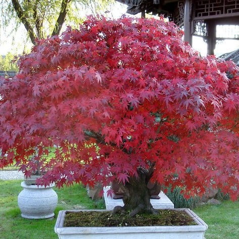 Hybrid Trident Maple Seeds – Acer Buergerianum Tree Seeds for Garden Planting, 40 Seeds Pack - Image 2