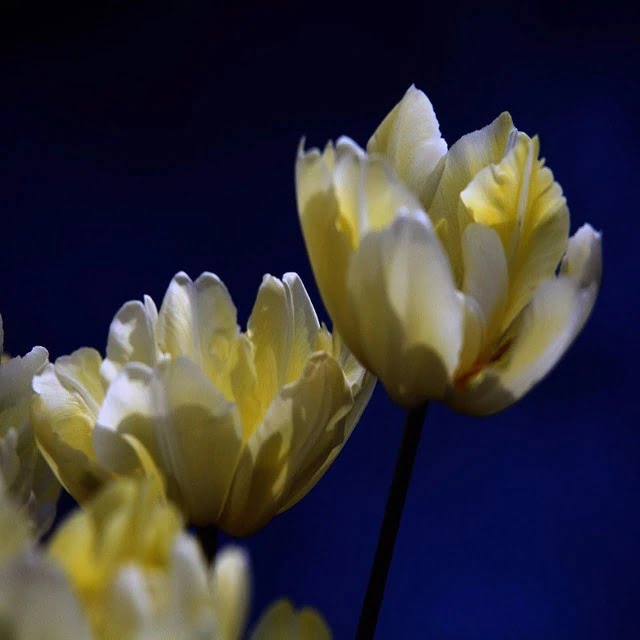 Tulip Flower Bulb – New Variety Yellow Mixed Garden Flower Bulb for Planting, 1 Bulb Pack - Image 2