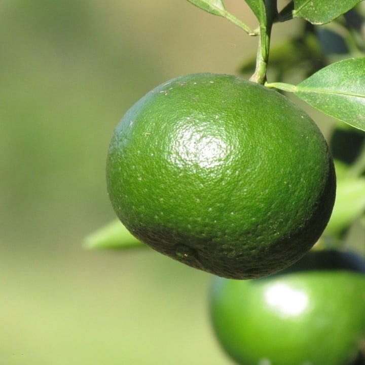Orange Tree Seeds – Citrus Fruit Tree Seeds for Garden Planting, 20 Seeds Pack - Image 3