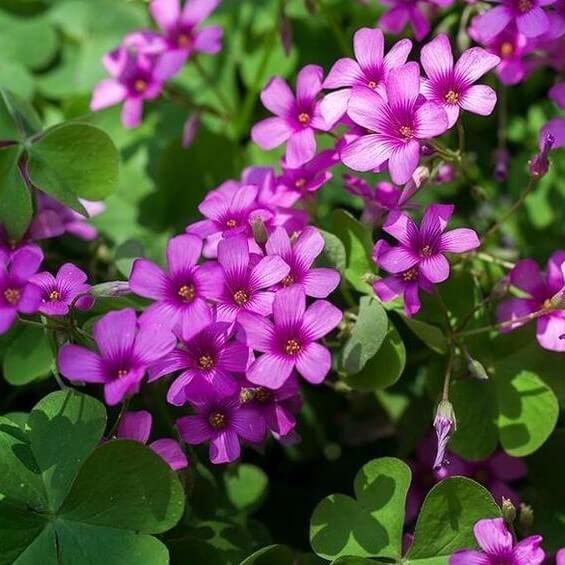 Purple Oxalis Flower Seeds – Ornamental Garden Flower Seeds for Planting, 100 Seeds Pack - Image 2