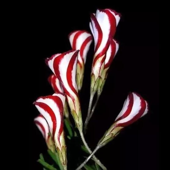 Oxalis Versicolor Seeds – Candy Cane Sorrel Flower Seeds for Garden Planting, 100 Seeds Pack - Image 2
