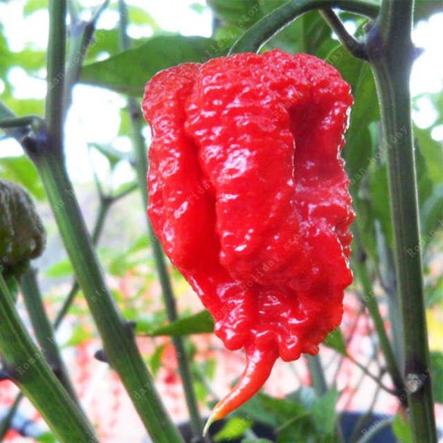 Rare Organic Chili Pepper Seeds – Vegetable Garden Seeds for Planting, 100 Seeds Pack - Image 2