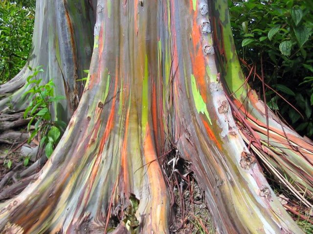 Rainbow Eucalyptus (Eucalyptus deglupta) Seeds – Showy Tropical Tree Seeds for Garden Planting, 100 Seeds Pack - Image 2