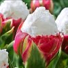 Tulip Bulb – Rare Aromatic Garden Tulip Flower Bulb for Planting, 1 Bulb Pack - Image 2