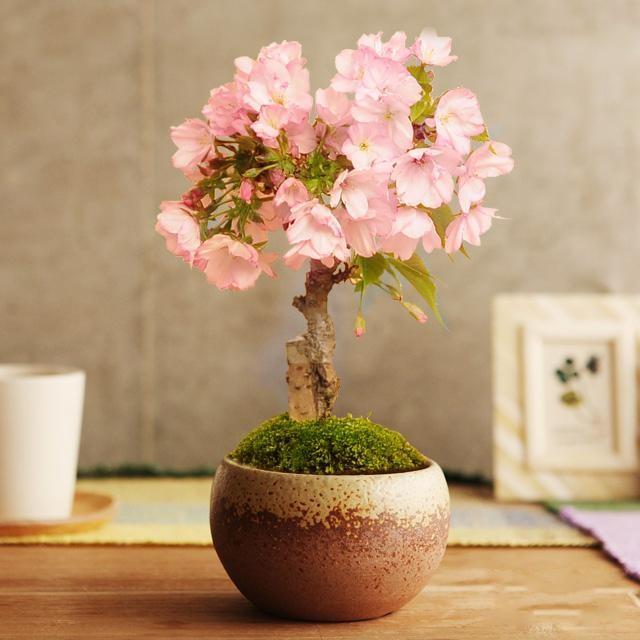 Pink Sakura Bonsai Tree Seeds – Cherry Blossom Flowering Tree Seeds for Garden Planting, 10 Seeds Pack - Image 2