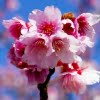 Pink Sakura Cherry Blossom Tree Seeds – Ornamental Flowering Tree Seeds for Garden Planting, 10 Seeds Pack - Image 2