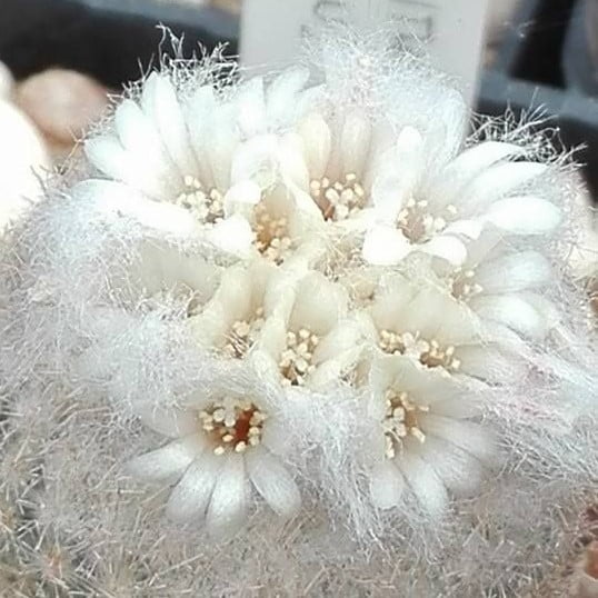 Mixed Rare Cactus Seeds – Assorted Succulent Plant Seeds for Planting, 200 Seeds Pack - Image 2