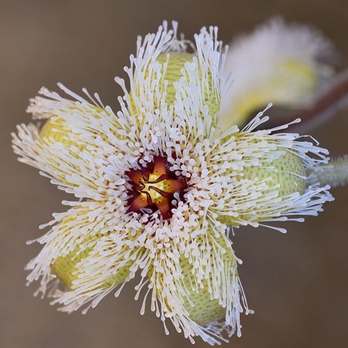 Stapelia Pulchella Seeds – Starfish Cactus Succulent Seeds for Planting, 100 Seeds Pack - Image 2